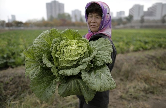 A farmer carries a fully grown cabbage after plucking it out from the main crop which will be harvested early next month, and used to make Kimchi, Friday, Oct. 24, 2014 at the Chilgol vegetable farm o ...