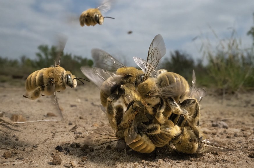 Avec ce cliché, la photographe Karine Aigner remporte cette année le prix Wildlife Photographer of the Year.