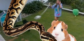 Ce python n'aurait jamais dû s'attaquer à Maxibon