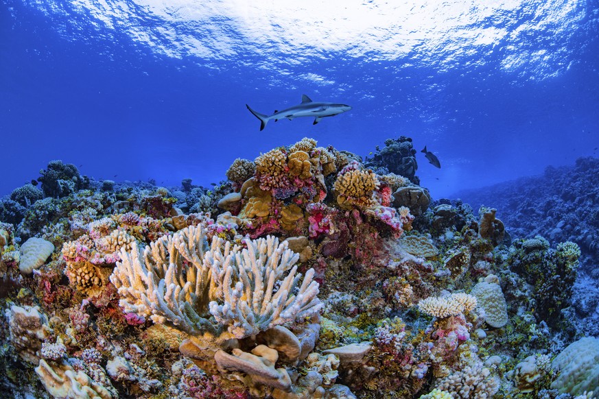 In this August 2018 photo provided by the Allen Coral Atlas, a shark swims on a reef in Ailinginae Atoll in the Marshall Islands. Researchers have completed a comprehensive online map of the world&#03 ...