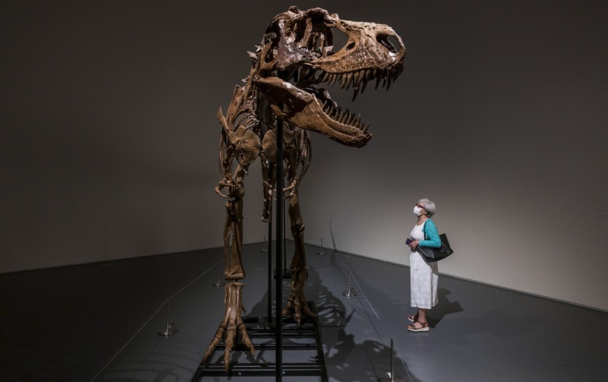 epaselect epa10053530 A person looks at a full skeleton of a Gorgosaurus dinosaur on display at Sotheby?s auction house as part of a preview of an upcoming Natural History auction in New York, New Yor ...