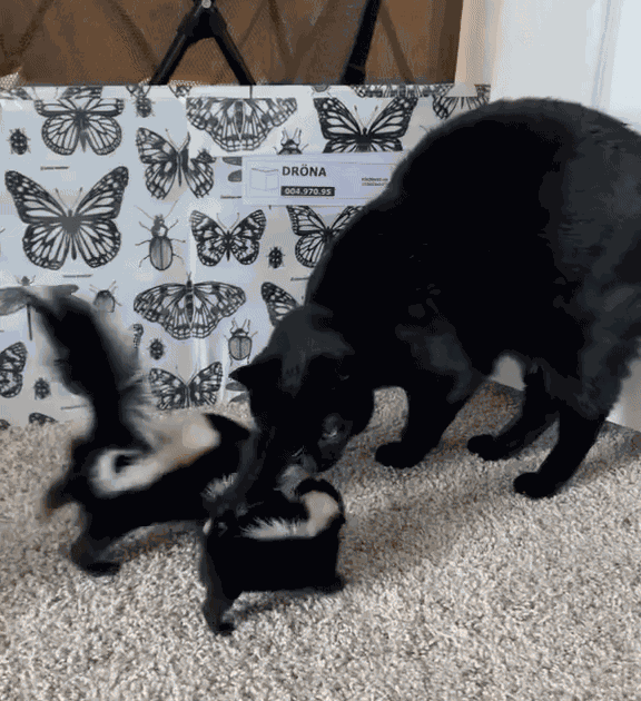 GIF animé
