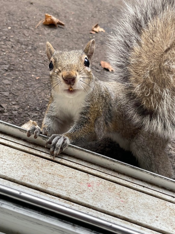 cute news tier eichhörnchen

https://www.reddit.com/r/squirrels/comments/1cg1kd6/shy_guy_peter_says_hello/#lightbox