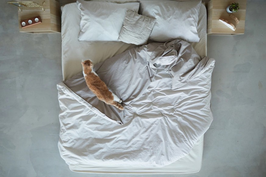 Si vous dormez avec vos animaux domestiques, vous devriez changer vos draps plus souvent.