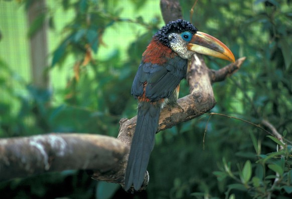 Kraushaariger Aracari auf Ast, Vogelparadies, Hayle, Cornwall, gebürtig aus Südamerika S *** Curly haired aracari at Branch, Bird paradise, Hayle, Cornwall, native from South America S Copyright: imag ...