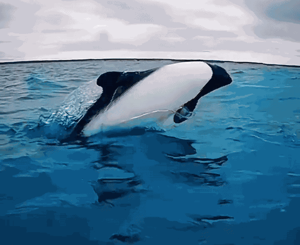 GIF animé