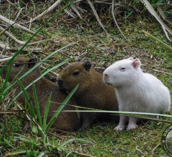 cute news tier capybara

https://www.reddit.com/r/capybara/comments/18224dx/albino_baby_bara/