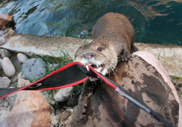 cute news tier otter

https://imgur.com/otter-fighting-me-camera-kL0IXrE