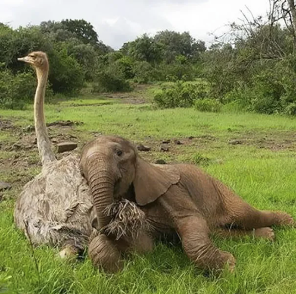Herziger Elefant und Vogelstrauss für Cute News