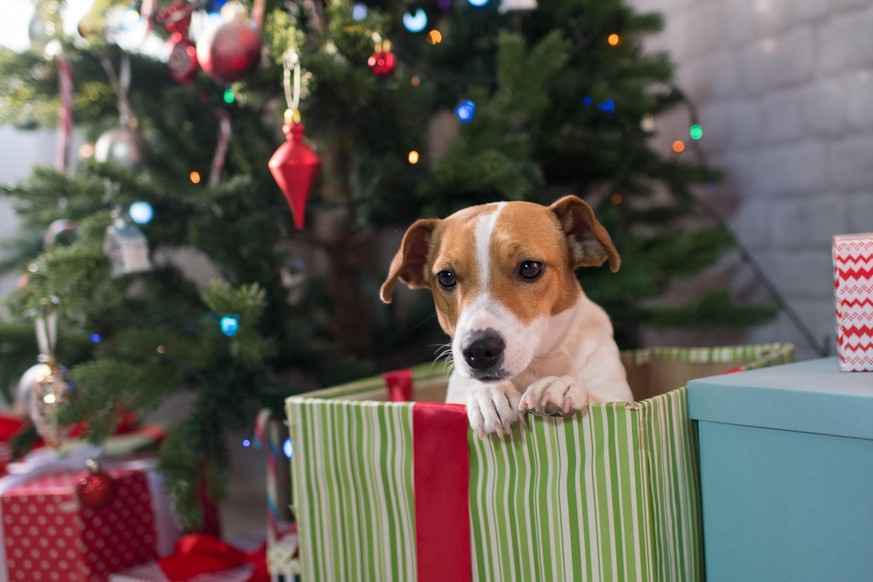 Le phénomène de l'«animal cadeau» n'est pas seulement occasionné par les acquéreurs. La Société protectrice des animaux (SPA) pointe également du doigt les animaleries.