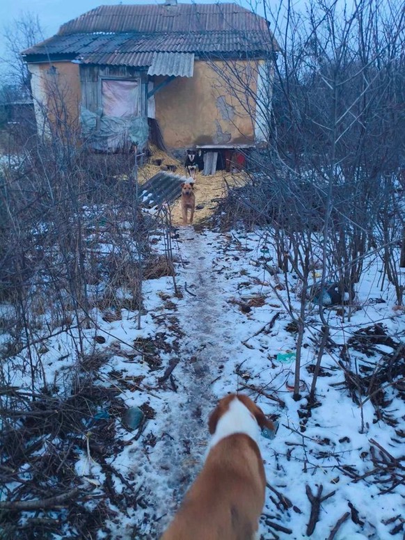 La maison de Karina avec ses chiens en pension.