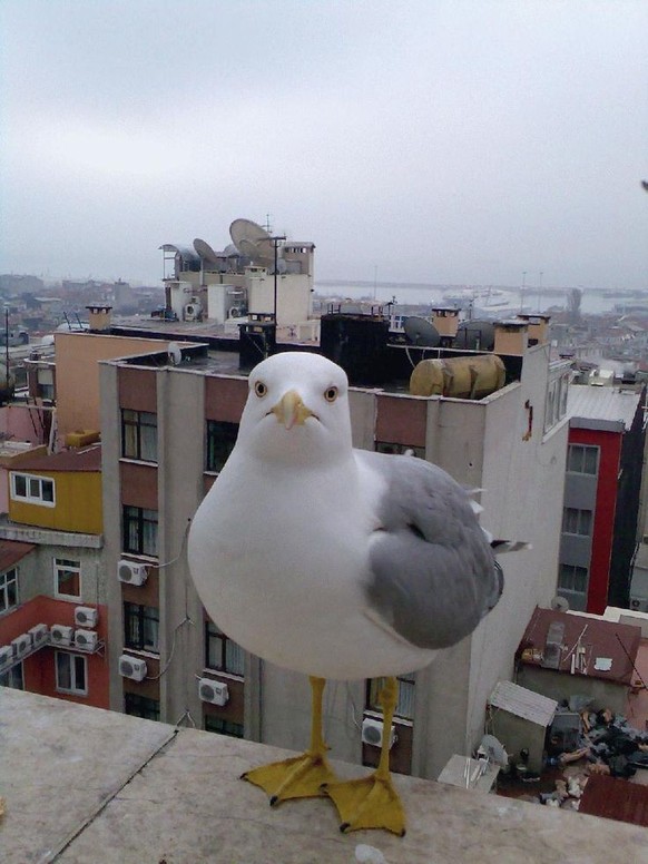 cute news tier möwe

https://ch.pinterest.com/pin/573505333809069380/