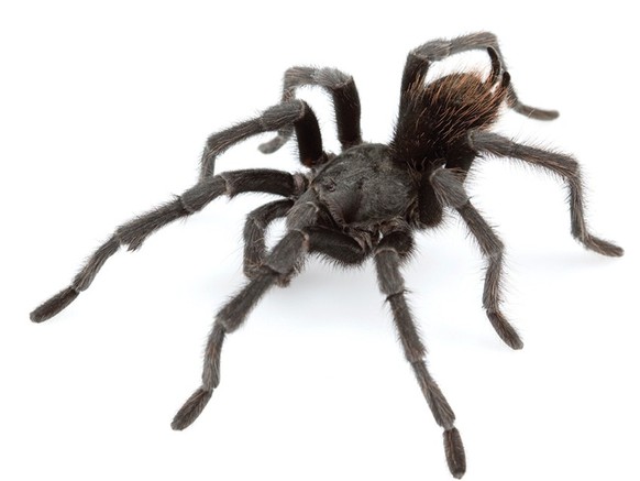 Aphonopelma_johnnycashi

https://en.wikipedia.org/wiki/Aphonopelma_johnnycashi