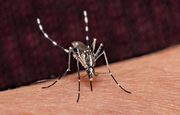 Le moustique tigre asiatique se reconnaît à sa coloration noire et blanche sur la tête, le thorax et les pattes.
