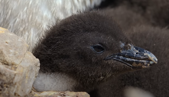 Des manchots hybrides sur la côte patagonienne, en Argentine.