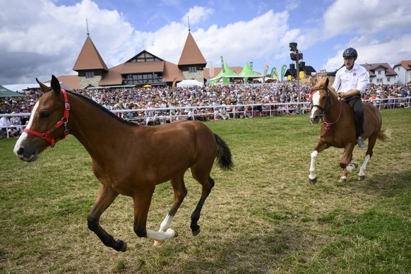 Des jockey courent sur leur cheval et leur poulain lors des courses du 118eme Marche-Concours National de chevaux ce dimanche 13 aout 2023 a Saignelegier. Le marche-concours de chevaux de Saignelegier ...