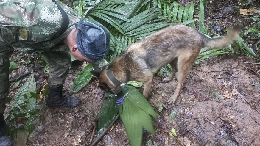 A handout picture released by the Colombian army shows a soldier with a dog checking a pair of scissors found in the forest in a rural area of the municipality of Solano, department of Caqueta, Colomb ...