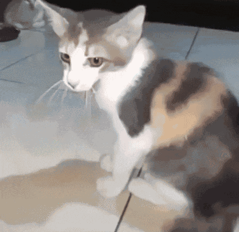 GIF animé