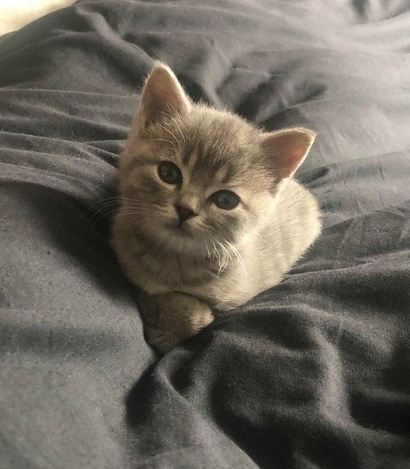 cute news animal tier katze cat

https://imgur.com/t/animals/oibHa7Z