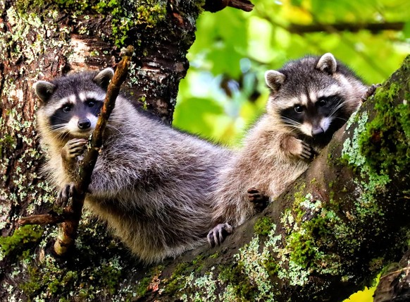 lindas noticias animales mapaches https://www.reddit.com/r/Raccoons/comments/180znl8/cuties_in_a_tree/