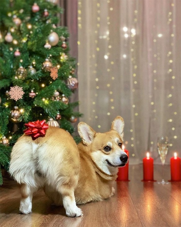 Les corgis sont trop chou.