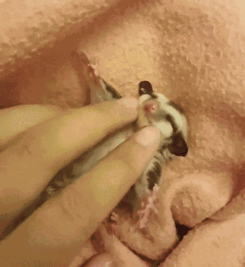 GIF animé