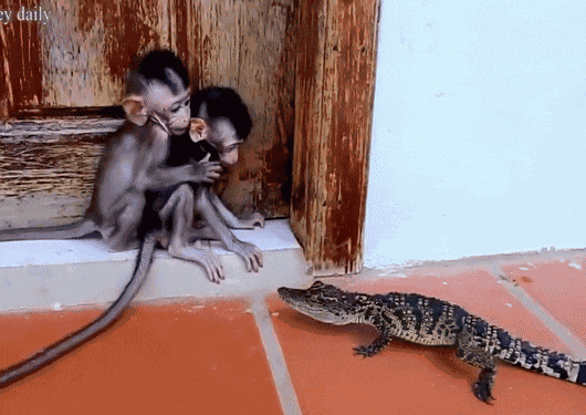 GIF animé