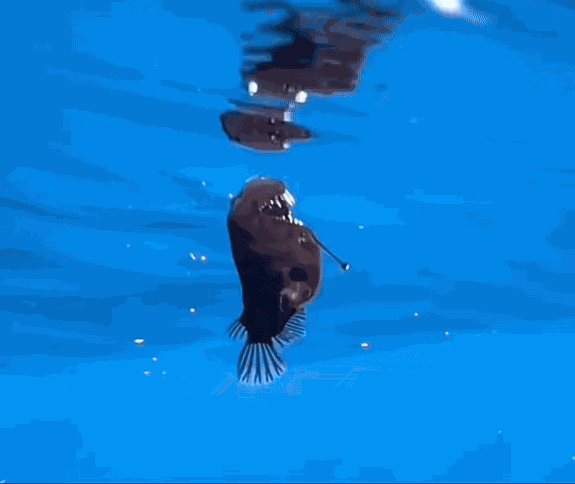 GIF animé