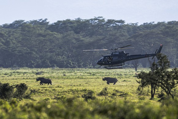 A helicopter transporting veterinary personel from the Kenya Wildlife Services hovers over female black Rhinoceros selected for darting with a tranquilizer dart before being translocated to the Segera ...