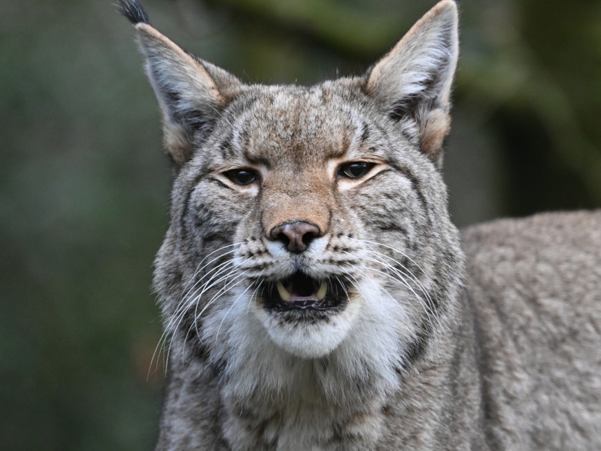 Le lynx abattu avait attaqu