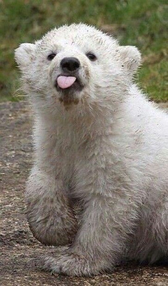 cute news tier eisbär

https://ch.pinterest.com/pin/1121888957175521861/