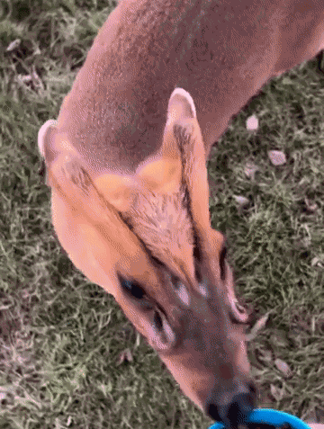 GIF animé