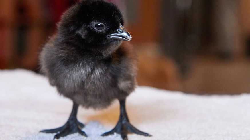Les poussins de poules sont généralement jaunes ou bruns. Ce n&#039;est pas le cas des poussins de la race Ayam Cemani.