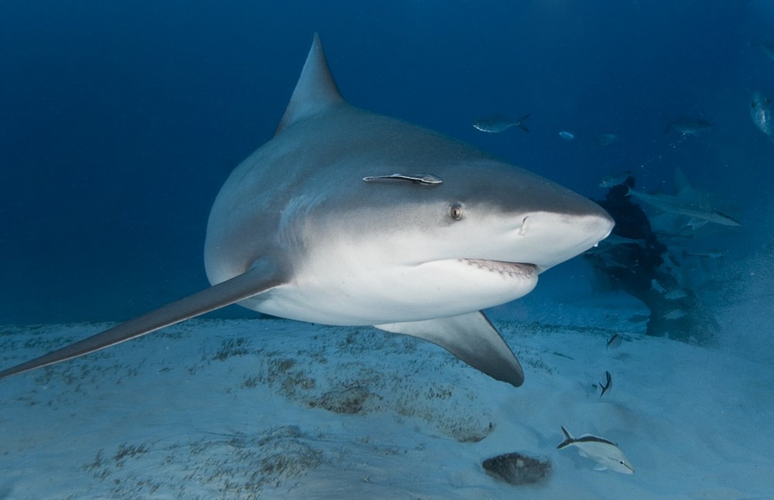 Bullenhai (Carcharhinus leucas)