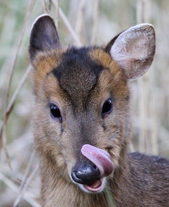 cute news tier muntjac deer

https://ch.pinterest.com/pin/1121888957174752027/
