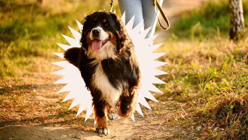 Des chiens sans laisse agacent: «Certains ne veulent pas les dresser»