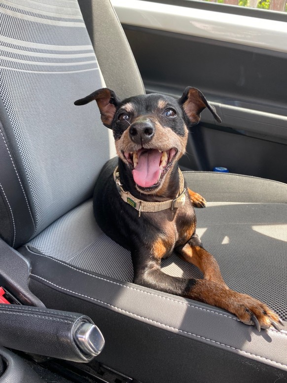 Laisser un chien seul dans une voiture en été est très dangereux.
