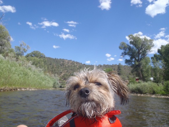 cute news tier hund

https://imgur.com/gallery/little-tubing-buddy-alfie-mKlT4UG#/t/aww
