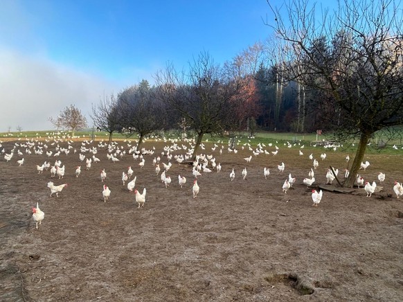 Les poules en plein air, dans l’exploitation de Joël Charrière, à Blessens, dans le canton de Fribourg.