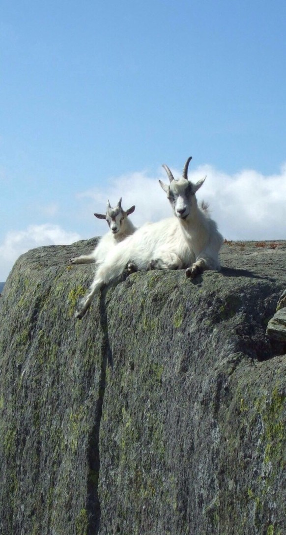 cute news tier ziege

https://ch.pinterest.com/pin/54113633029831864/