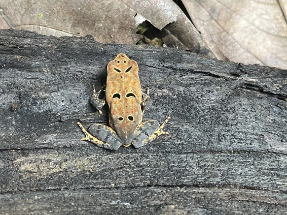 cute news tier toad frosch

https://www.reddit.com/r/frogs/comments/133daoi/who_is_this/