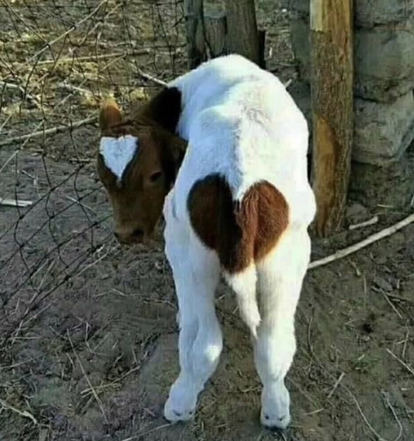 cute news tier kuh

https://www.instagram.com/p/C0C87FJtmUt/