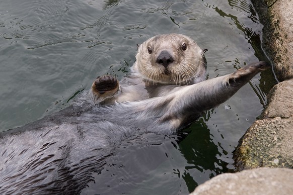 cute news animal tier otter

https://imgur.com/t/otters/nTtHf5K