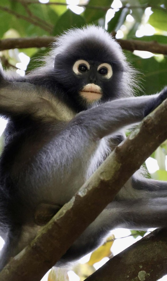 cute news tier affe

https://imgur.com/gallery/cute-leaf-monkey-DtSC4Wr#/t/aww