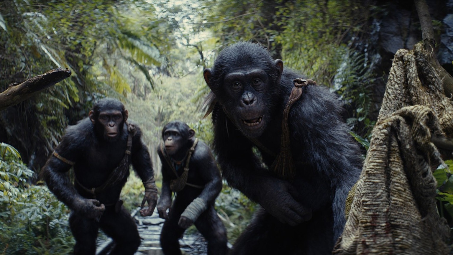 (L-R): Noa (played by Owen Teague), Soona (played by Lydia Peckham), and Anaya (played by Travis Jeffery) in 20th Century Studios&#039; KINGDOM OF THE PLANET OF THE APES. Photo courtesy of 20th Centur ...