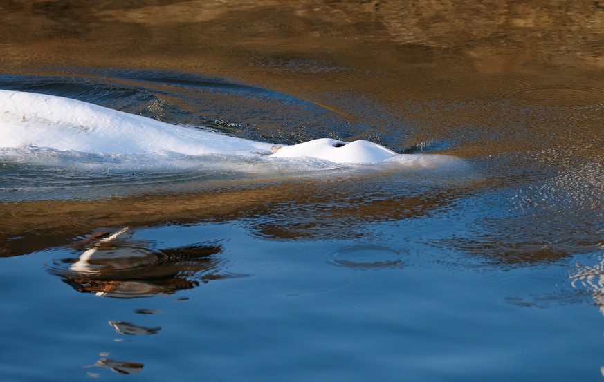 epa10113107 Beluga whale that strayed into France's Seine river swims near the Notre-Dame-de-la-Garenne lock-in Saint-Pierre-la-Garenne, France, 09 August 2022. The strayed whale was first spotte ...