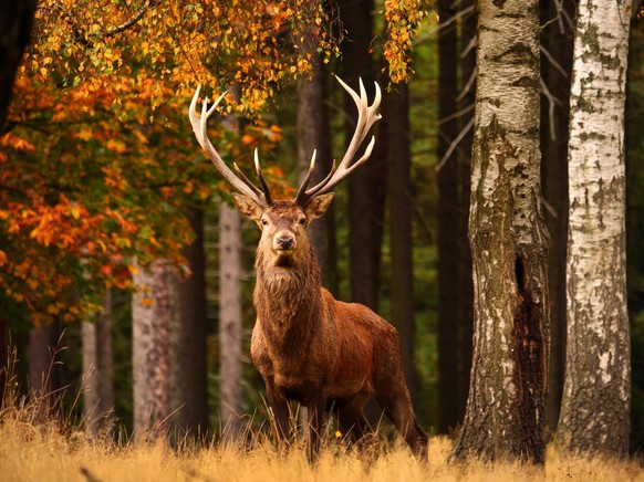 Creative Highlights World Rothirsch, Rot-Hirsch, Edelhirsch, Edel-Hirsch, Rotwild, Rot-Wild Cervus elaphus, Hirschbulle steht auf einer Waldlichtung im Herbst, Vorderansicht, Deutschland red deer Cerv ...