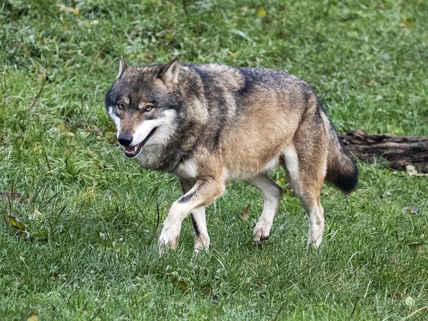 La révision abaisse les seuils des dommages provoqués par les attaques de loups (image d&#039;illustration).