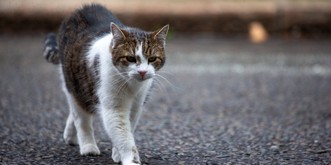 Voici combien ça peut vous coûter de renverser un chat en Suisse