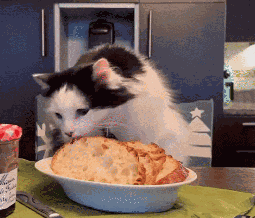 GIF animé